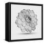 Abstract Floral Flower Dahlia-Helga Pataki-Framed Stretched Canvas