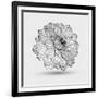 Abstract Floral Flower Dahlia-Helga Pataki-Framed Art Print