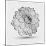 Abstract Floral Flower Dahlia-Helga Pataki-Mounted Art Print