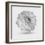 Abstract Floral Flower Dahlia-Helga Pataki-Framed Art Print