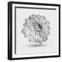 Abstract Floral Flower Dahlia-Helga Pataki-Framed Art Print