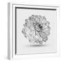 Abstract Floral Flower Dahlia-Helga Pataki-Framed Art Print