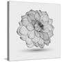 Abstract Floral Flower Dahlia-Helga Pataki-Stretched Canvas