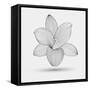 Abstract Floral Flower Lily-Helga Pataki-Framed Stretched Canvas