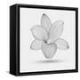 Abstract Floral Flower Lily-Helga Pataki-Framed Stretched Canvas