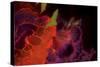 Abstract Floral-Whoartnow-Stretched Canvas