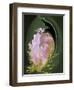 Abstract Flowers-Ellen Anon-Framed Photographic Print