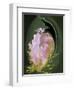 Abstract Flowers-Ellen Anon-Framed Photographic Print