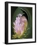 Abstract Flowers-Ellen Anon-Framed Photographic Print