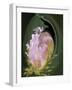 Abstract Flowers-Ellen Anon-Framed Photographic Print