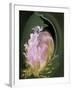 Abstract Flowers-Ellen Anon-Framed Photographic Print