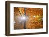 Abstract Foliage Background, Beautiful Tree Branch in Autumnal Forest, Bright Warm Sun Light, Orang-ESOlex-Framed Photographic Print