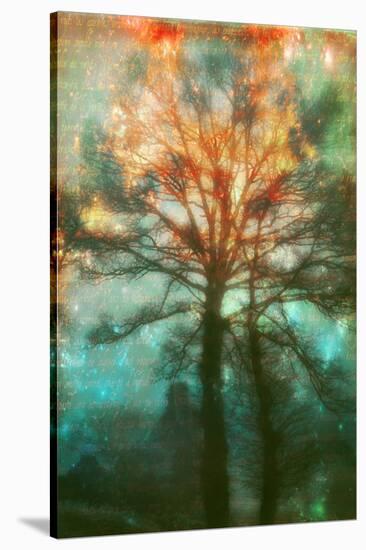 Abstract Forest-Viviane Fedieu Daniel-Stretched Canvas