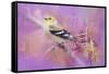 Abstract Goldfinch-Jai Johnson-Framed Stretched Canvas