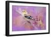 Abstract Goldfinch-Jai Johnson-Framed Giclee Print