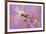 Abstract Goldfinch-Jai Johnson-Framed Giclee Print