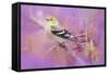 Abstract Goldfinch-Jai Johnson-Framed Stretched Canvas