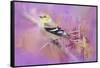 Abstract Goldfinch-Jai Johnson-Framed Stretched Canvas