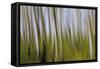 Abstract Grass 1214-Rica Belna-Framed Stretched Canvas