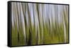 Abstract Grass 1214-Rica Belna-Framed Stretched Canvas