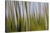 Abstract Grass 1214-Rica Belna-Stretched Canvas