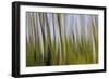 Abstract Grass 1214-Rica Belna-Framed Giclee Print