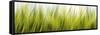 Abstract Grass 1411-Rica Belna-Framed Stretched Canvas