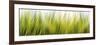 Abstract Grass 1411-Rica Belna-Framed Premium Giclee Print