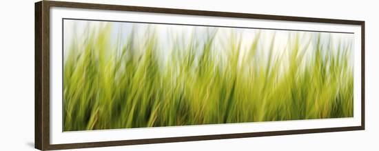 Abstract Grass 1411-Rica Belna-Framed Premium Giclee Print