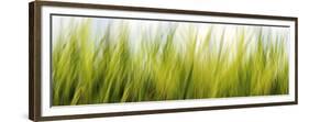 Abstract Grass 1411-Rica Belna-Framed Premium Giclee Print