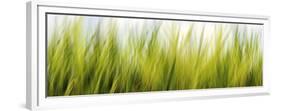 Abstract Grass 1411-Rica Belna-Framed Premium Giclee Print