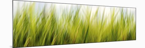 Abstract Grass 1411-Rica Belna-Mounted Premium Giclee Print