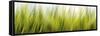 Abstract Grass 1411-Rica Belna-Framed Stretched Canvas