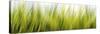 Abstract Grass 1411-Rica Belna-Stretched Canvas