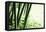 Abstract Green Bamboo Grove.-Liang Zhang-Framed Stretched Canvas