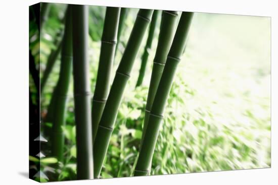 Abstract Green Bamboo Grove.-Liang Zhang-Stretched Canvas