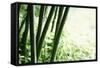 Abstract Green Bamboo Grove.-Liang Zhang-Framed Stretched Canvas