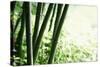 Abstract Green Bamboo Grove.-Liang Zhang-Stretched Canvas