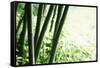 Abstract Green Bamboo Grove.-Liang Zhang-Framed Stretched Canvas