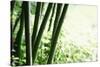 Abstract Green Bamboo Grove.-Liang Zhang-Stretched Canvas