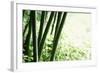 Abstract Green Bamboo Grove.-Liang Zhang-Framed Photographic Print