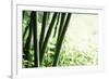 Abstract Green Bamboo Grove.-Liang Zhang-Framed Photographic Print