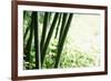 Abstract Green Bamboo Grove.-Liang Zhang-Framed Photographic Print