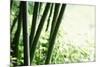 Abstract Green Bamboo Grove.-Liang Zhang-Mounted Photographic Print