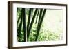 Abstract Green Bamboo Grove.-Liang Zhang-Framed Photographic Print