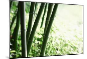 Abstract Green Bamboo Grove.-Liang Zhang-Mounted Photographic Print