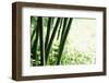 Abstract Green Bamboo Grove.-Liang Zhang-Framed Photographic Print