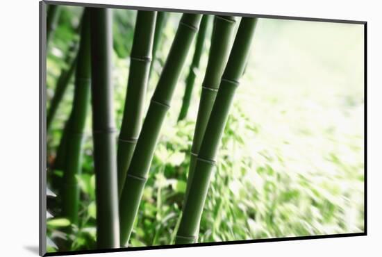 Abstract Green Bamboo Grove.-Liang Zhang-Mounted Photographic Print
