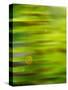 Abstract green flora-Savanah Plank-Stretched Canvas