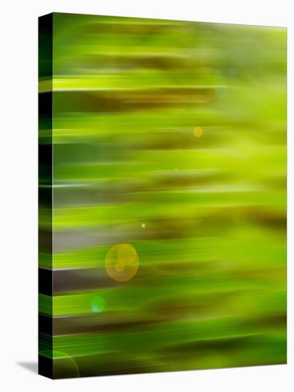 Abstract green flora-Savanah Plank-Stretched Canvas